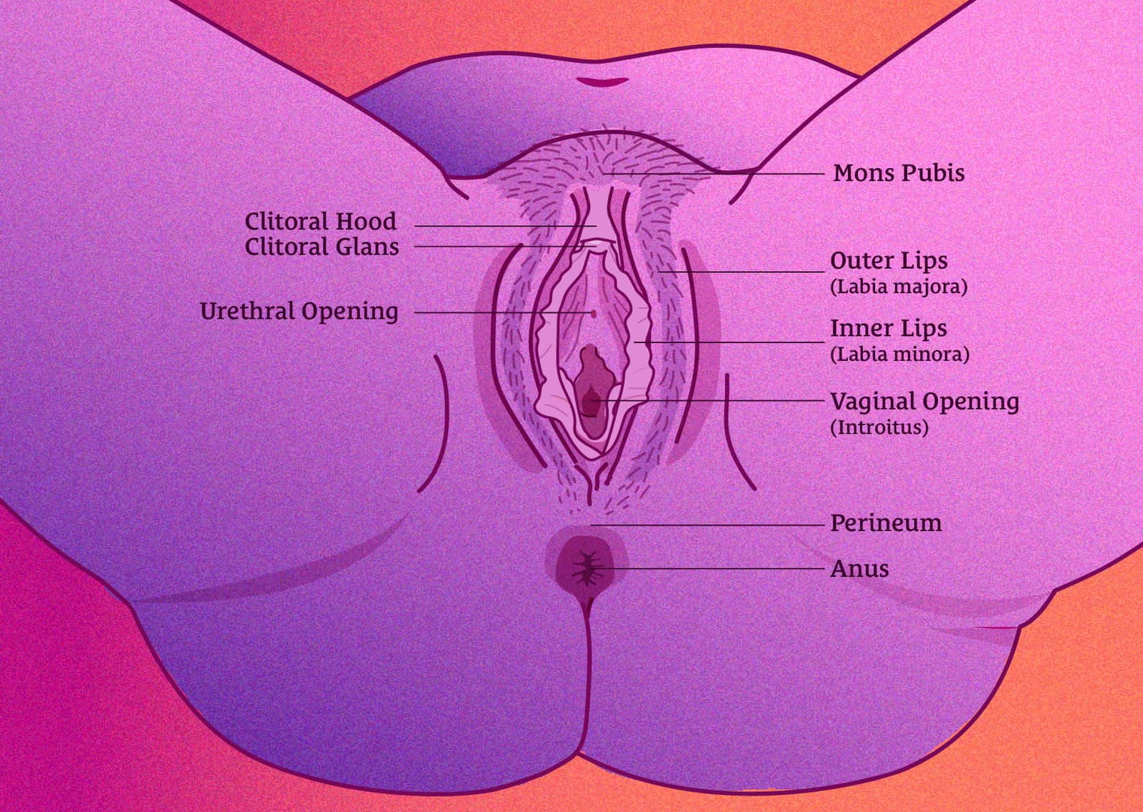 Anatomy of the vulva, showing: mons pubis, outer and inner labia, clitoris, urethral opening, vaginal opening, perineum and anus